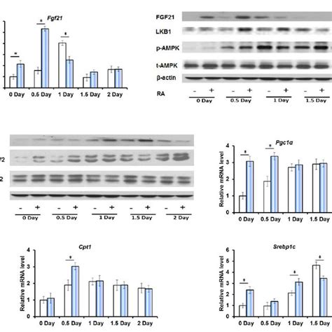 Hepatic Gene Expression Profiles During Liver Regeneration A