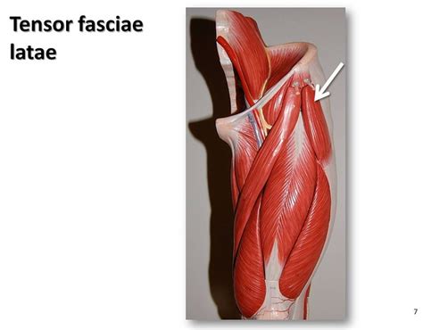 Tensor Fasciae Latae Muscle Anatomy U0026 Function Kenhub Human Body Anatomy