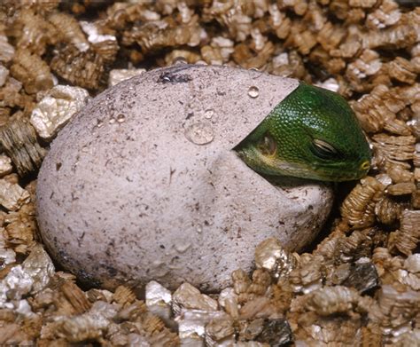 Marine Iguana Eggs