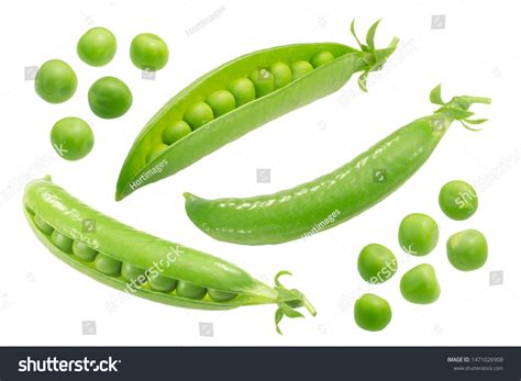 Pea Pisum Sativum Pods Seeds Fresh Stock Photo Shutterstock