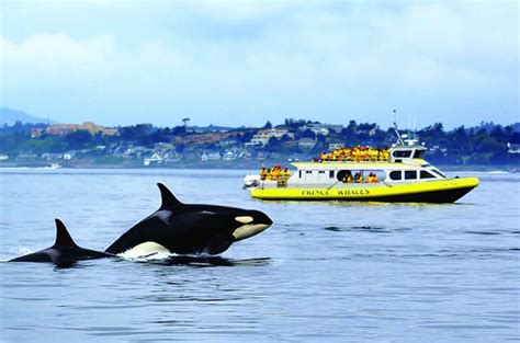 Half Day Whale Watching Adventure From Vancouver Vancouver Tours