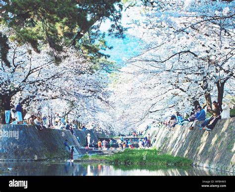 Cherry Blossom Over Water Hi Res Stock Photography And Images Alamy