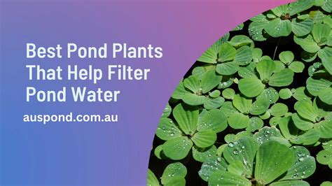 Best Pond Plants That Help Filter Pond Water Auspond Online Store