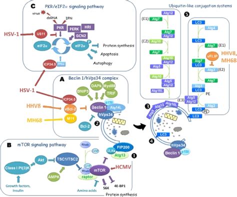 The Autophagic Machinery And Its Regulation Pathways Autophagosome