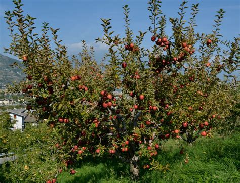 Il Frutteto