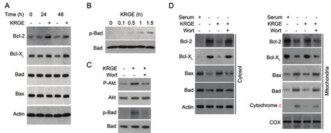 Korean Red Ginseng Extract Krge Up Regulates Antiapoptotic Proteins