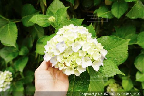 雨の日のの紫陽花に手を添えるの写真・画像素材 4570154 Snapmart（スナップマート）