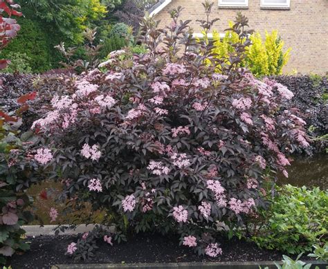 De Mooiste Vlierbessen Voor In Je Tuin Fruitbomen Net Blog