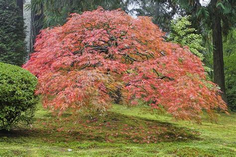 Japanese Maple Tree - Care and Growing Tips | Trees.com