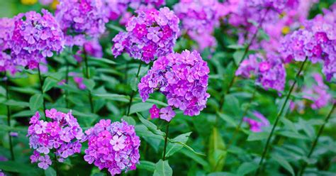 How to Plant and Grow Garden Phlox | Gardener’s Path