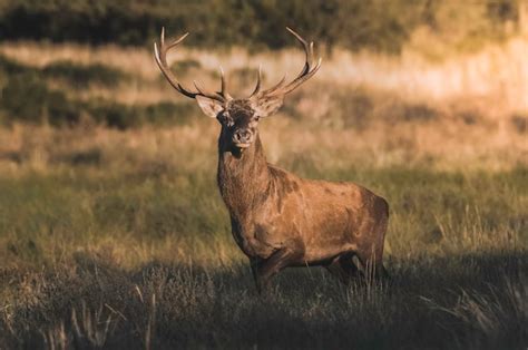 Ciervo Macho En La Pampa Argentina Reserva Natural Parque Luro Foto