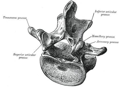 Pars interarticularis - wikidoc