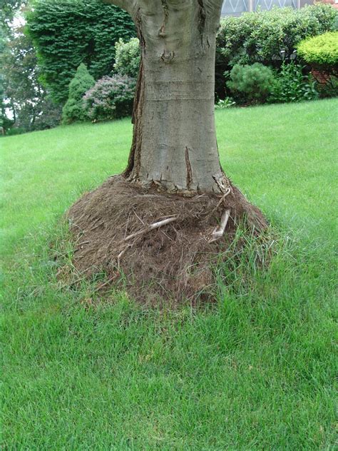 Tree Care Helping Trees Recover From Mulch Volcanos The Edge From