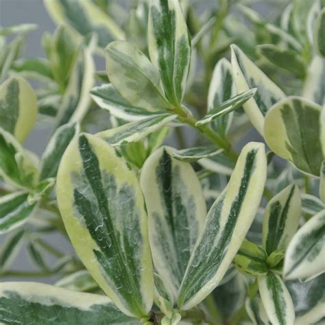 Buy Hebe Variegata Shrubby Veronica In The UK