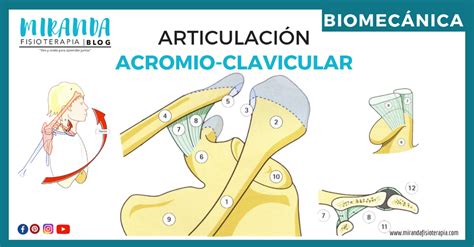 Hombro Biomecánica Miranda Fisioterapia BLOG