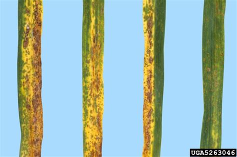 Daylily Rust Puccinia Hemerocallidis