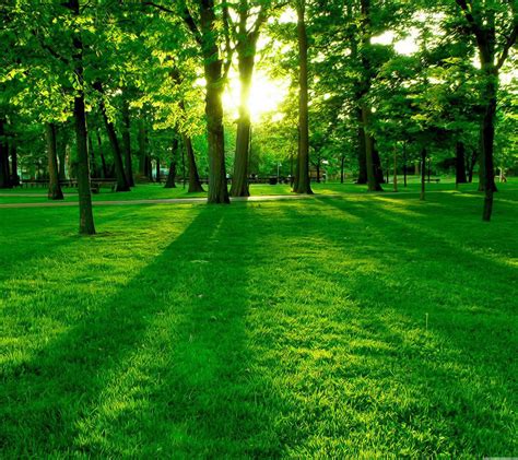 Sunny Green Woods 2