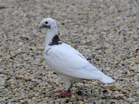 German Beauty Homer Pigeons Deutsche Schautaube Pigeons Fall