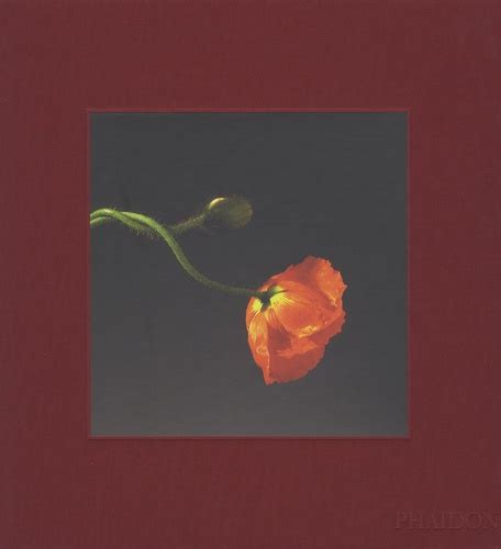 Flora Les Fleurs De Mapplethorpe De Robert Mapplethorpe Beau Livre Livre Decitre