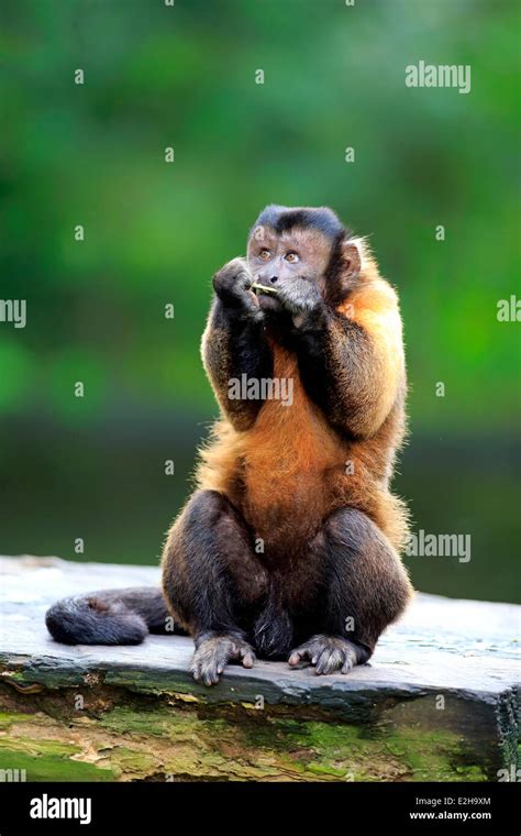 Tufted Capuchin Eating Hi Res Stock Photography And Images Alamy