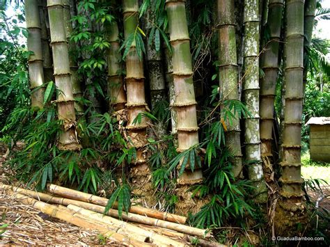 Dendrocalamus asper - Rough Bamboo