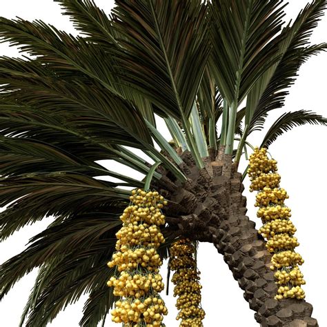 Palm Tree With Date D Model For Vray Corona