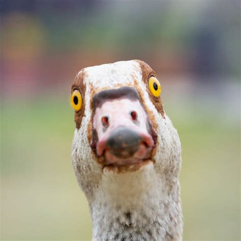 Portrait Of A Funny Nile Goose Looking At The Camera Stock Photo