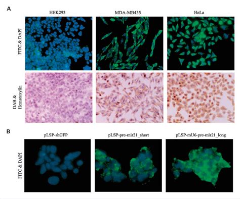 Figure 1 From Locked Nucleic Acid In Situ Hybridization Analysis Of Mir