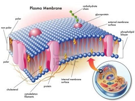 Cell Membrane - BIOLOGY