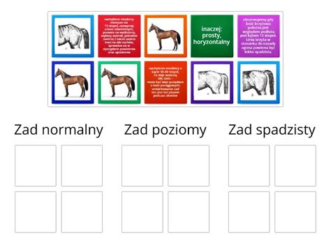 Rodzaje Zadu Konia Widziany Z Boku Group Sort