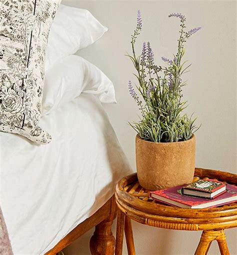 Um Guia Das Plantas Para Quem Tem Pet Em Casa Steal The Look Decor