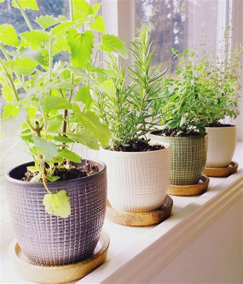 Windowsill Herb Garden – The Artful Roost Indoor Garden, Indoor Plants ...