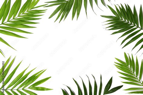 Palm leaves background Stock Photo | Adobe Stock