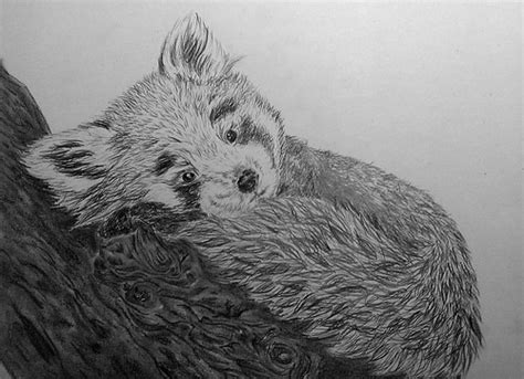 red panda red panda drawing es ist  flauschig