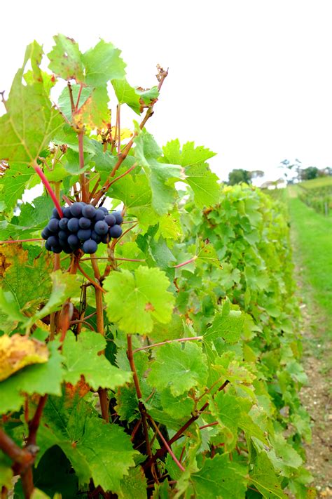 Free Stock Photo Of Grape Producer Red Wine