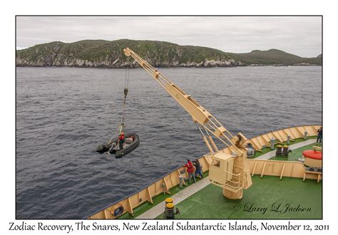 The Snares, New Zealand Subantarctic Islands - Slideshow :: Underwater ...