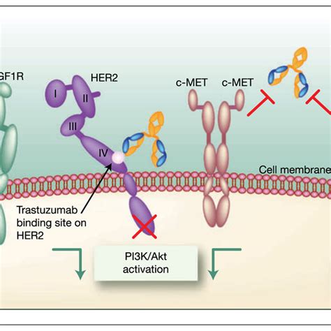 Trastuzumab Schematic Structure The Structure Of Her Ectodomain In