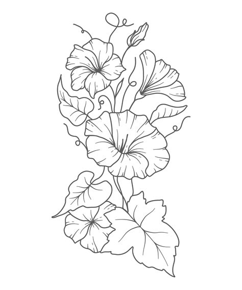 Morning Glory Line Art. Morning Glory outline Illustration. September