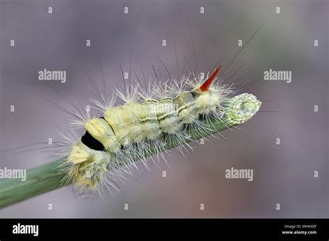 Pale Tussock Moth Caterpillar Calliteara Pudibunda Stock Photo Alamy