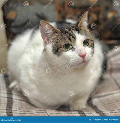 Gato Do Mato Branco E Castanho Foto De Stock Imagem De Branco