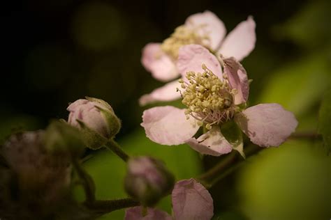 Detalle Florecer Naturaleza Flores Foto Gratis En Pixabay Pixabay