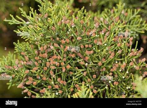 Rotfrüchtiger Phönizischer Wacholder Wacholder Juniperus phoenicea