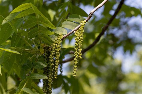 Black walnut: growing, care & harvest - Plantura