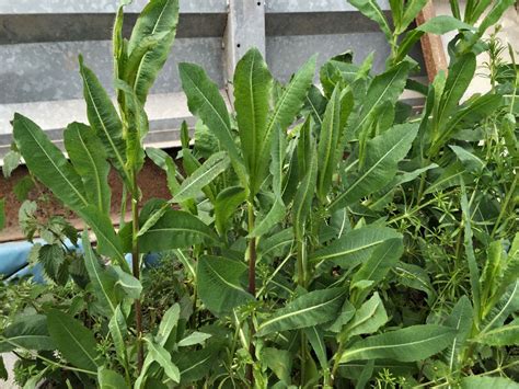 Wild Lettuce Lactuca Virosa