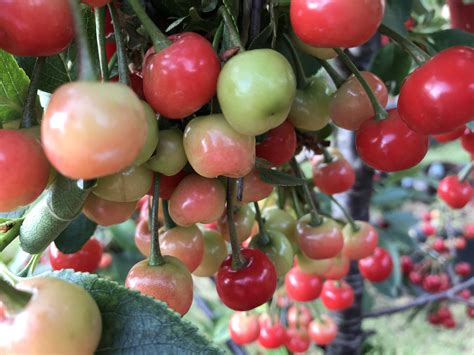 Cherry Tree How To Grow Cherry Tree In Containers Growing Cherries