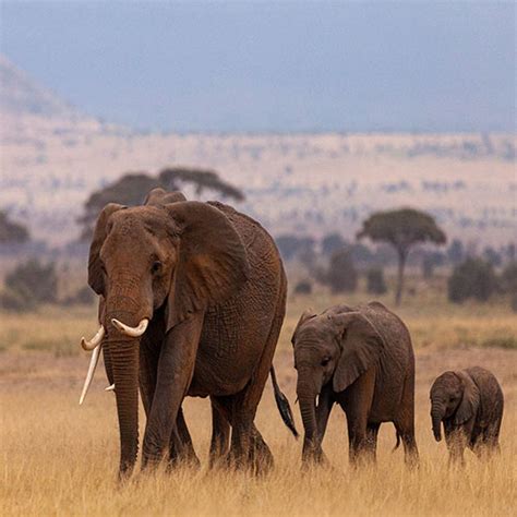 Kenia Tansania Tierwanderungen