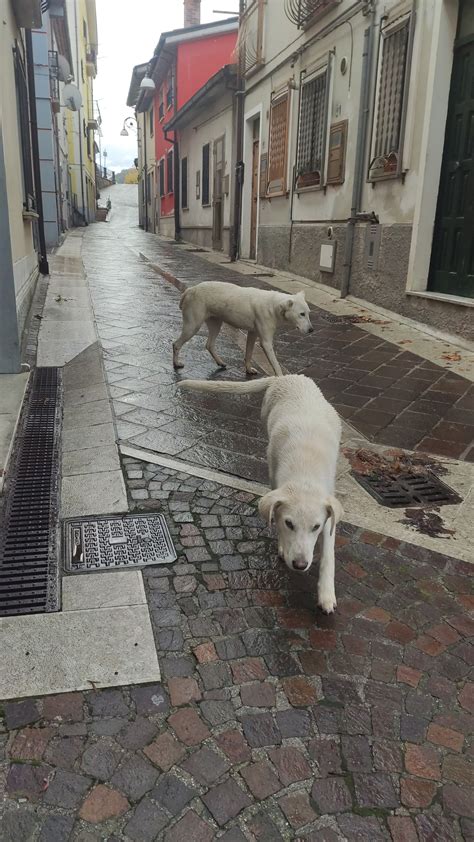 Mila E Shiro 5 6 Mesi Mix Maremmano Cane A Brienza In Regalo