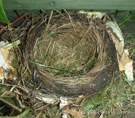 Blackbird nest completed, early on 17 April