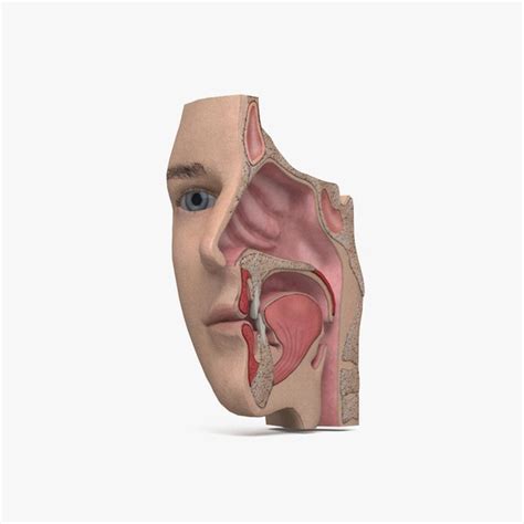 modelo 3d Human Nose - TurboSquid 2098425