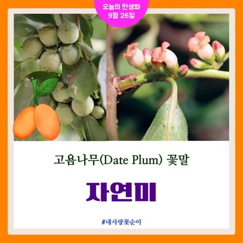 고욤나무(Date Plum) 꽃말 "자연미" : 네이버 블로그